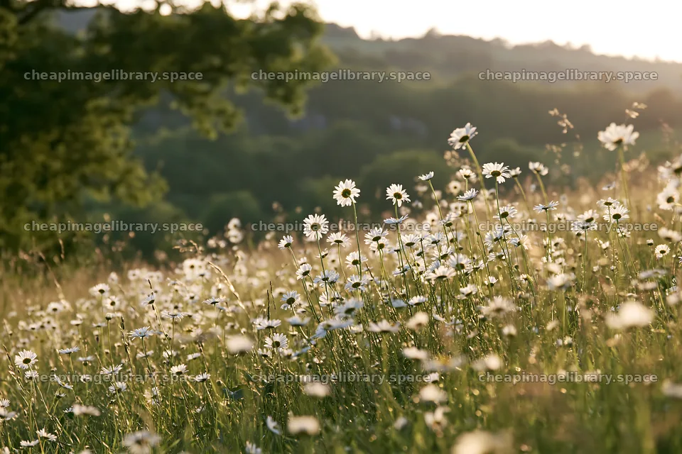 Daisy apple meadow in a bright field under sunlight – image library 9722x6480