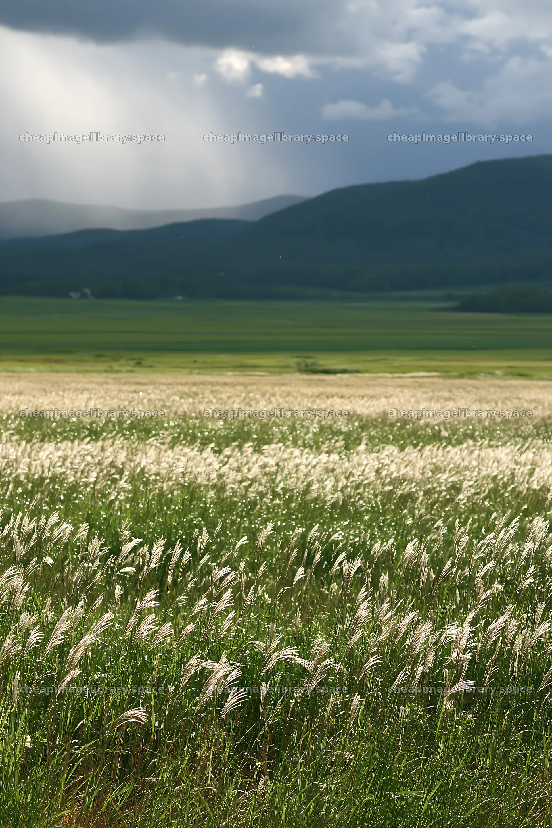 Climate-resilient Hokkaido silver grass meadow seedheads in detail – image library 6480x9722