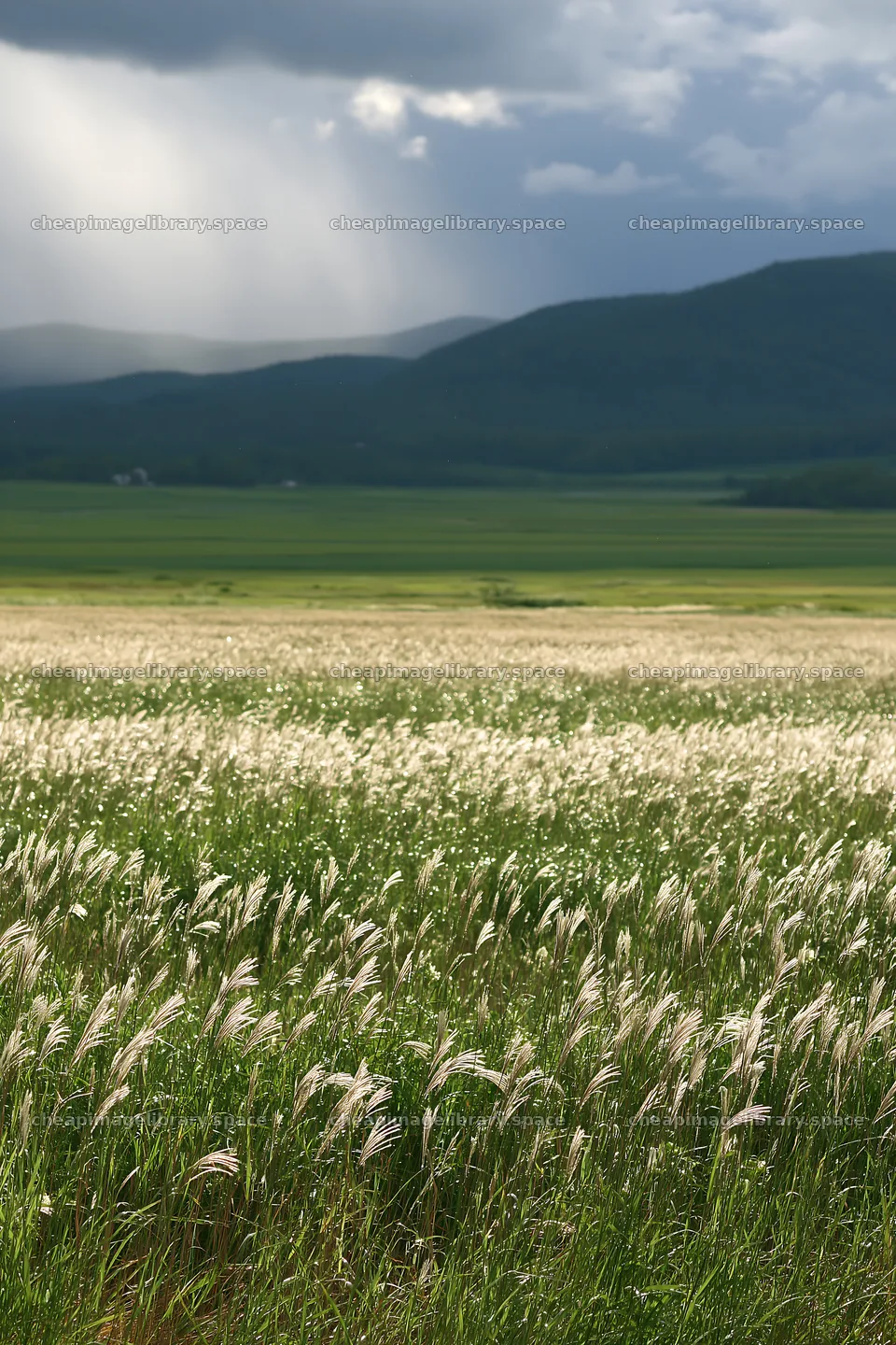 Climate-resilient Hokkaido silver grass meadow seedheads in detail – image library 6480x9722