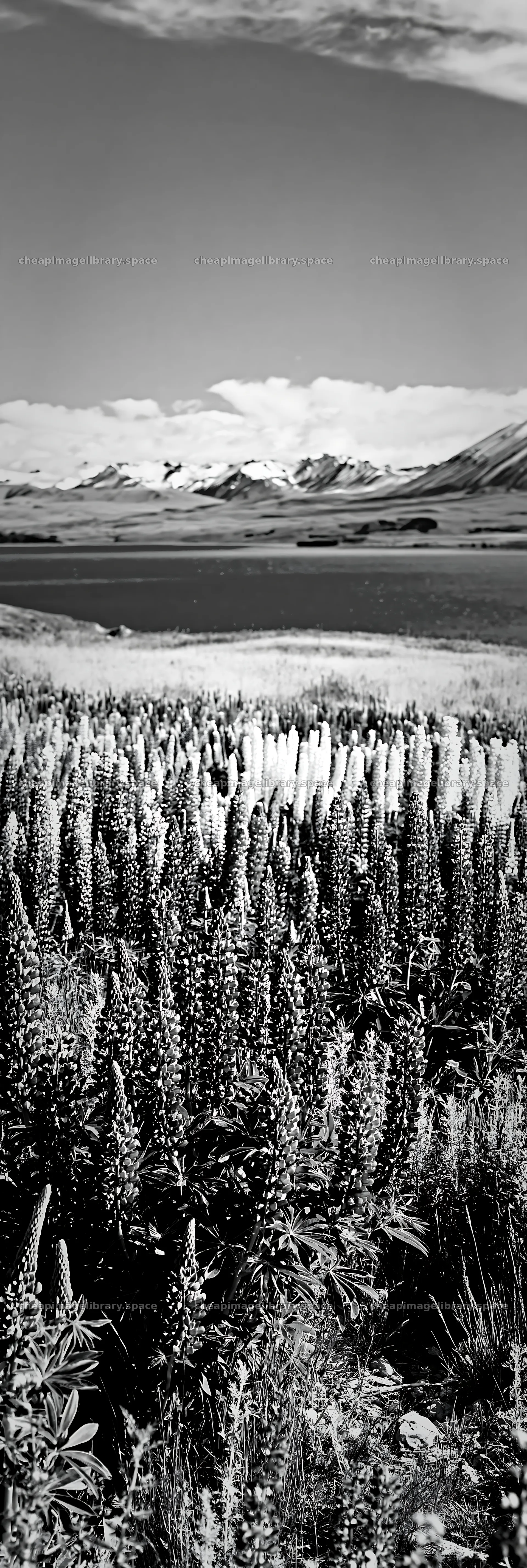 Lake Tekapo meadow with snowy Alps in the background – image library 4602x13690