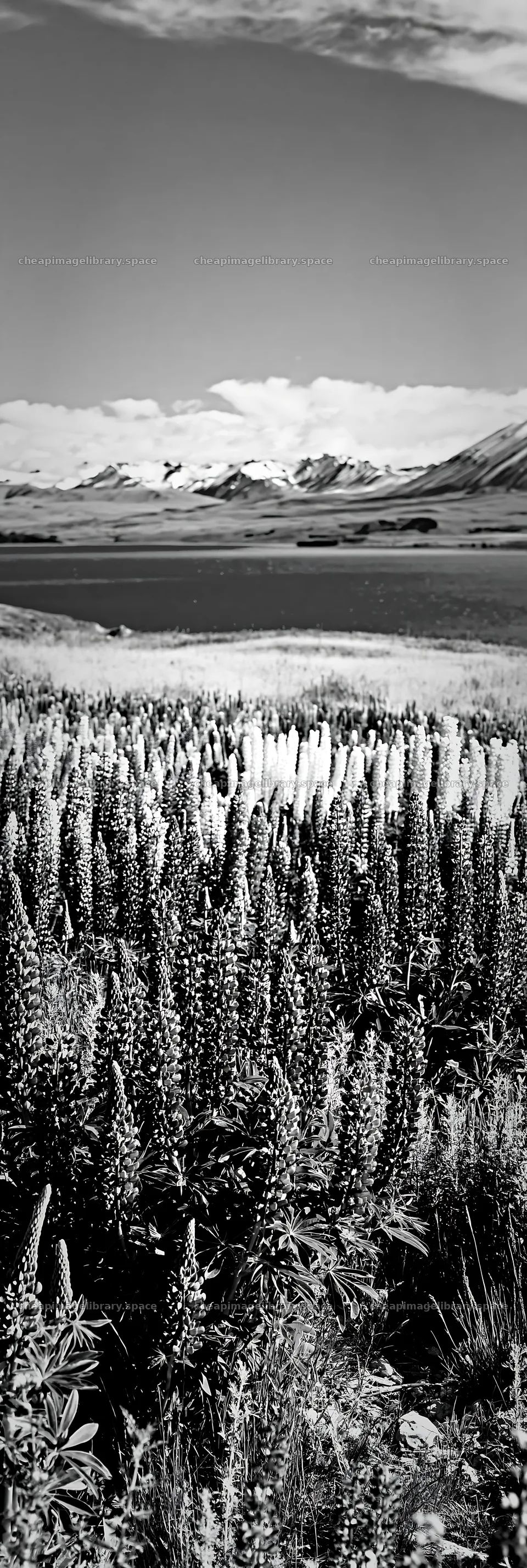 Lake Tekapo meadow with snowy Alps in the background – image library 4602x13690