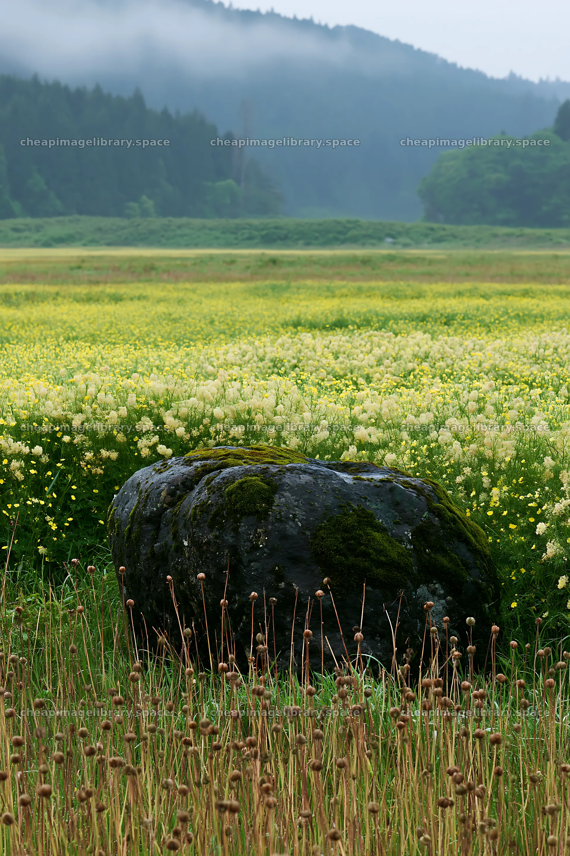 Miyagi spring recovery meadow with mossy stone and flowers – image library 6480x9722
