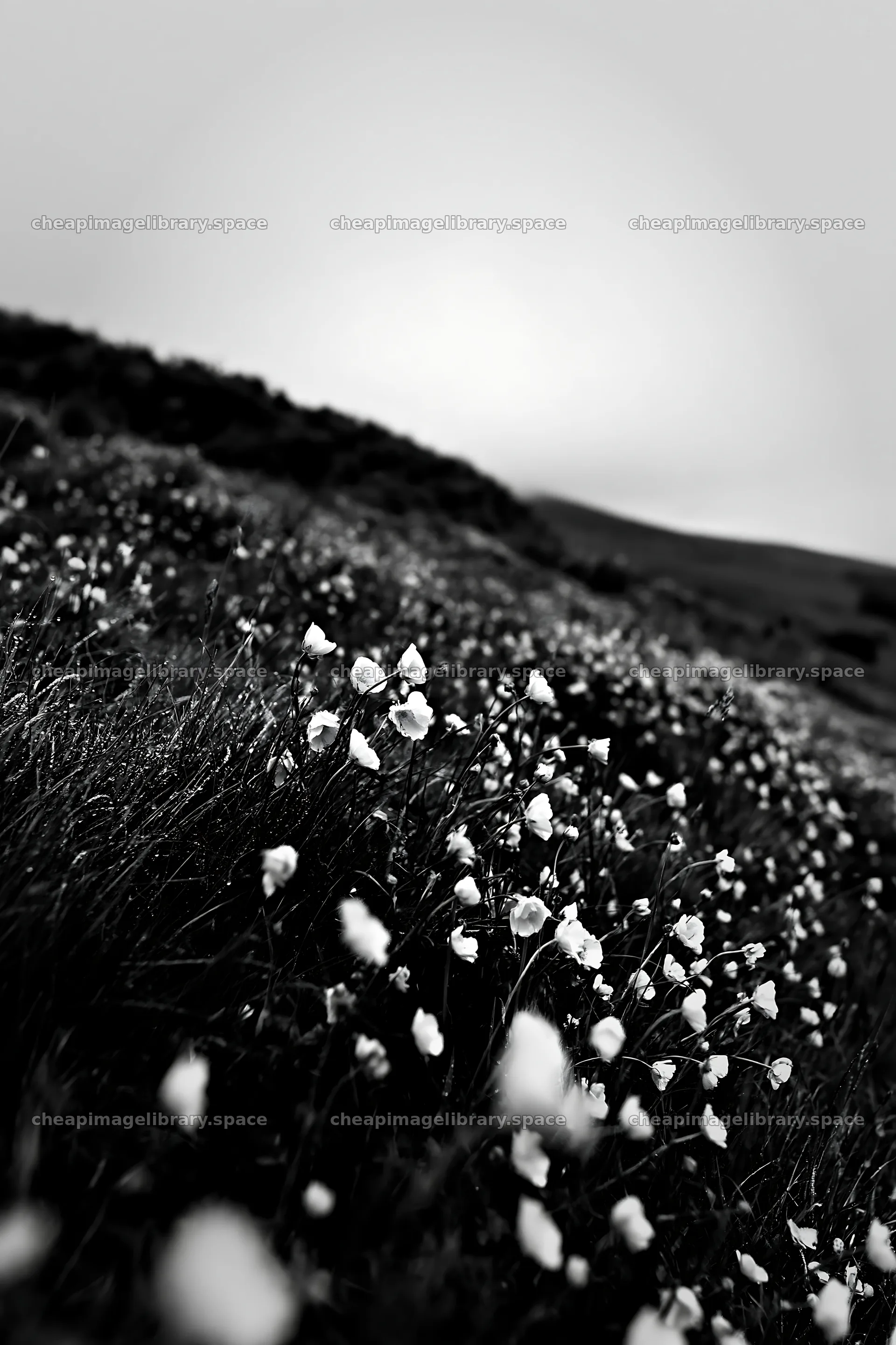 Buttercup meadow in black and white at dusk – image library 6480x9722