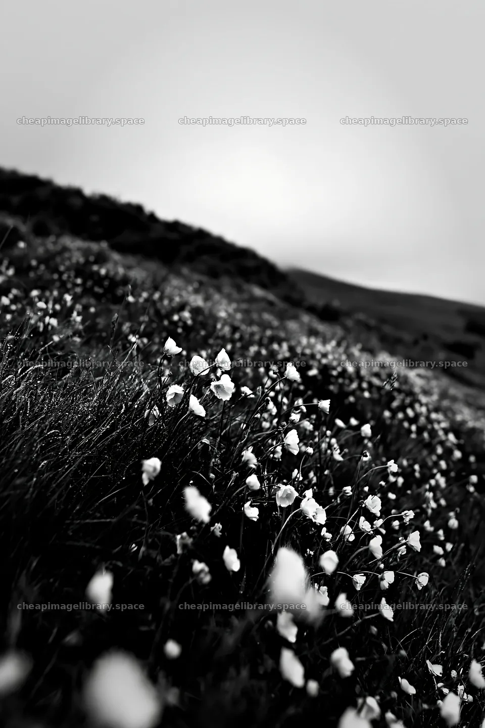Buttercup meadow in black and white at dusk – image library 6480x9722