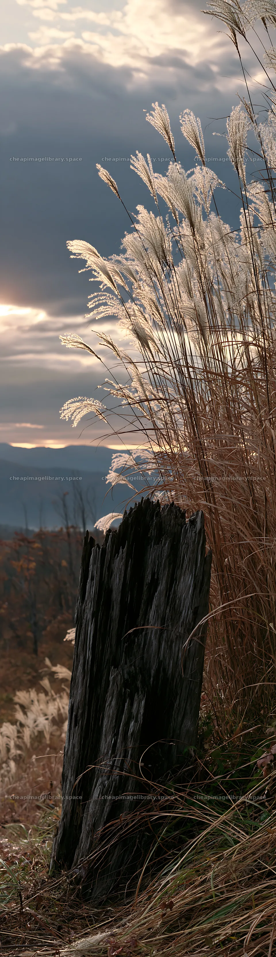 Fukushima native meadow with weathered stump – image library 4268x14762