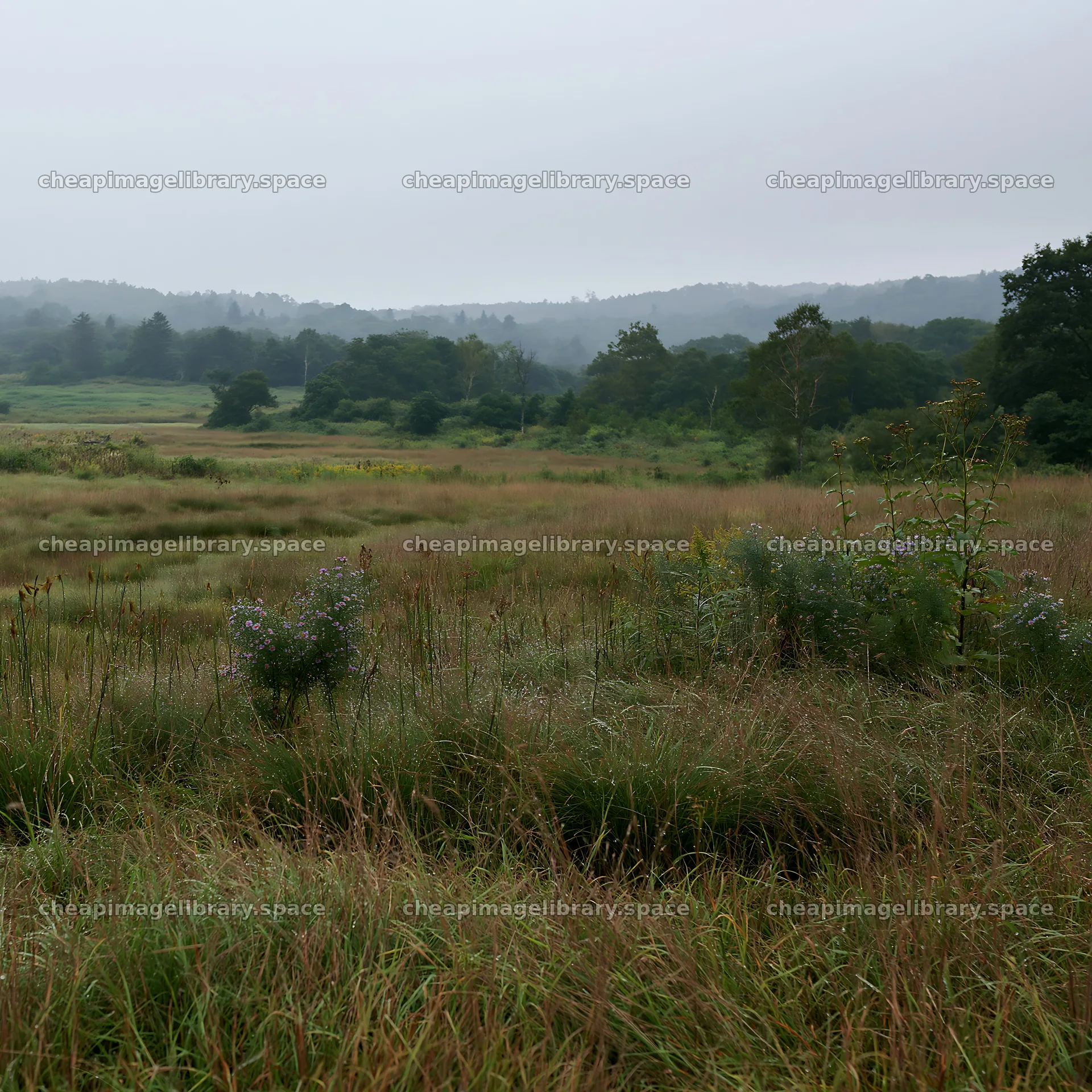 Expansive Hokkaido restoration meadow with dewdrops – image library 7938x7938