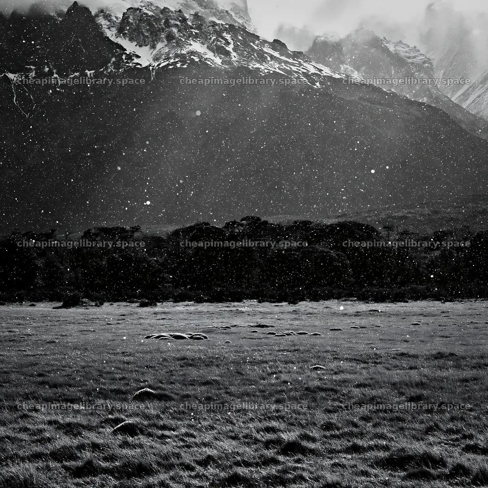 Torres del Paine meadow snow with mountains in the background – image library 7938x7938