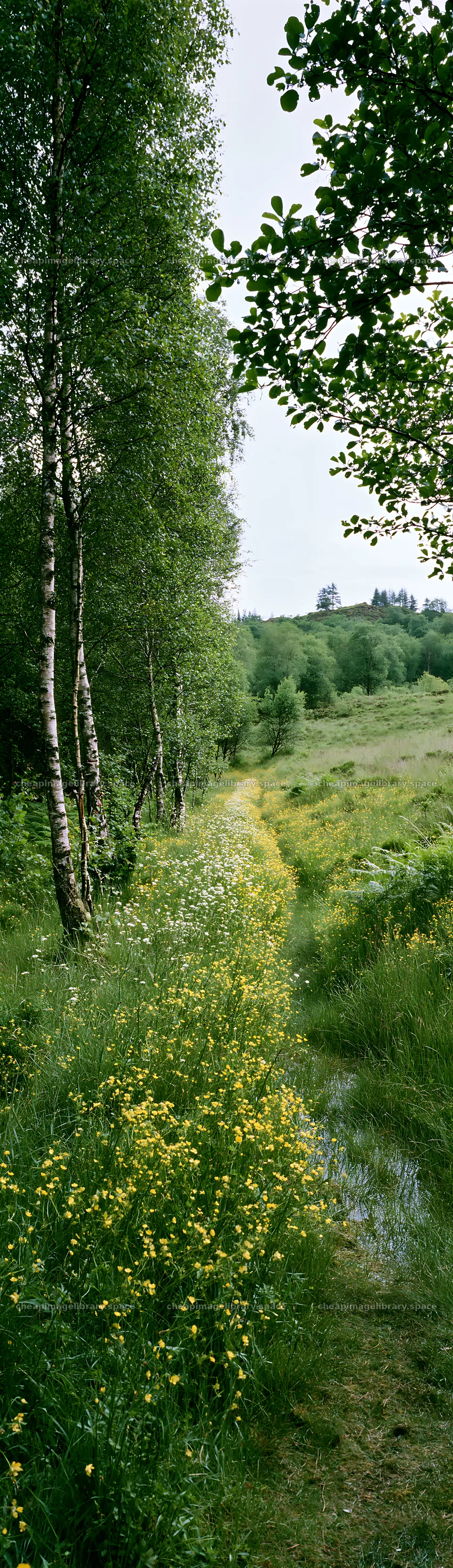 Birch grove along a flower meadow pathway in spring – image library 4268x14762