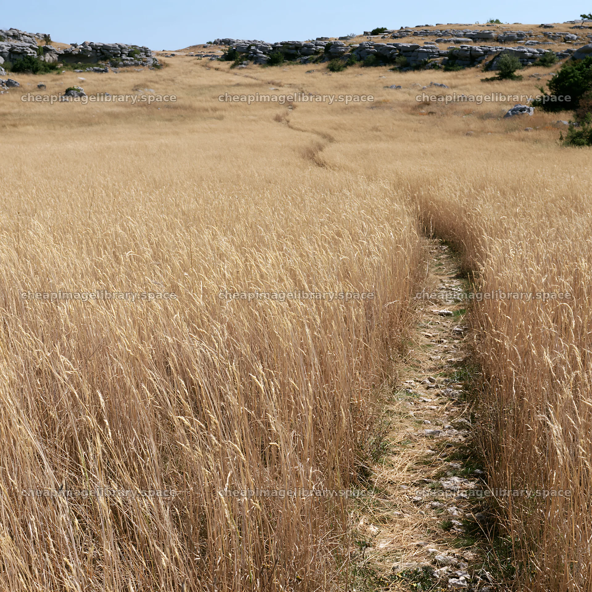 Meadow path through seedheads in summer – image library 7938x7938
