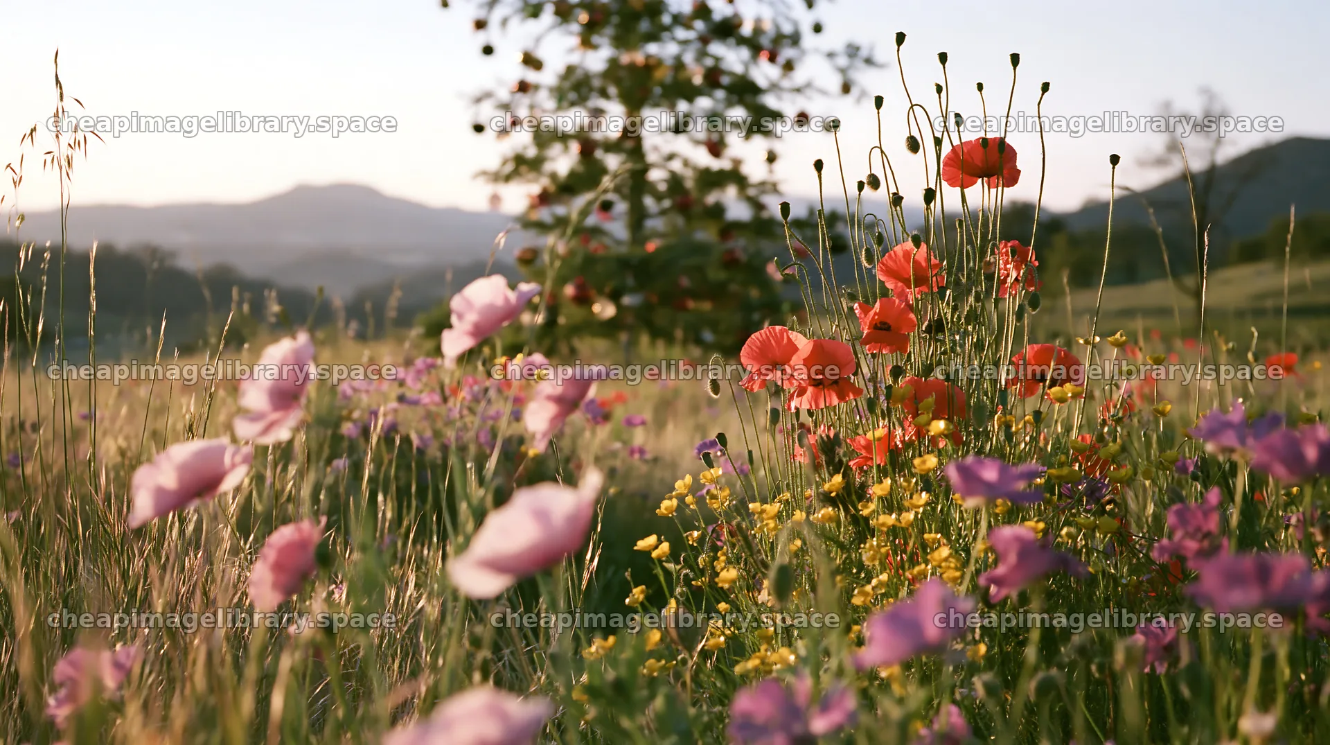Christmas tree in meadow under bright sky with flowers – image library 10608x5938