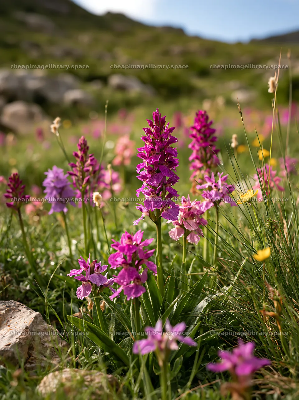 Colorful orchids in a meadow with green grass and rocks – image library 6866x9174