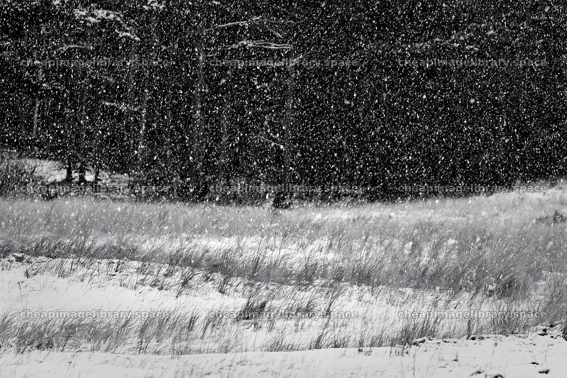 Snowfall in a dune meadow with grass and trees in background – image library 9722x6480