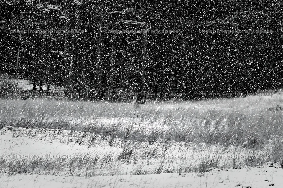 Snowfall in a dune meadow with grass and trees in background – image library 9722x6480