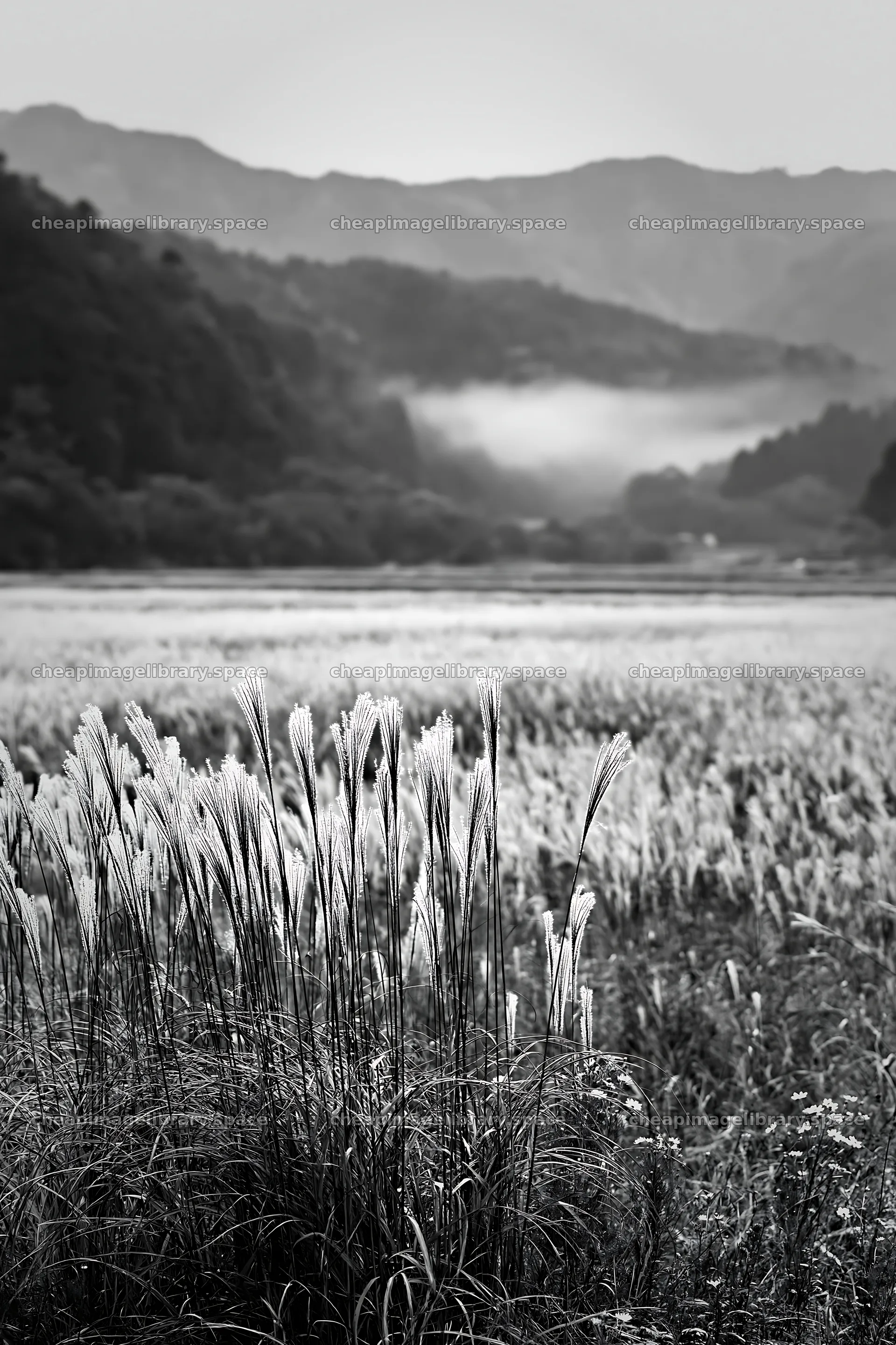 Golden meadow in Okayama with seedheads in the foreground – image library 6480x9722