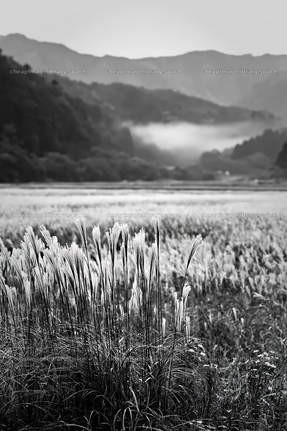 Golden meadow in Okayama with seedheads in the foreground – image library 6480x9722