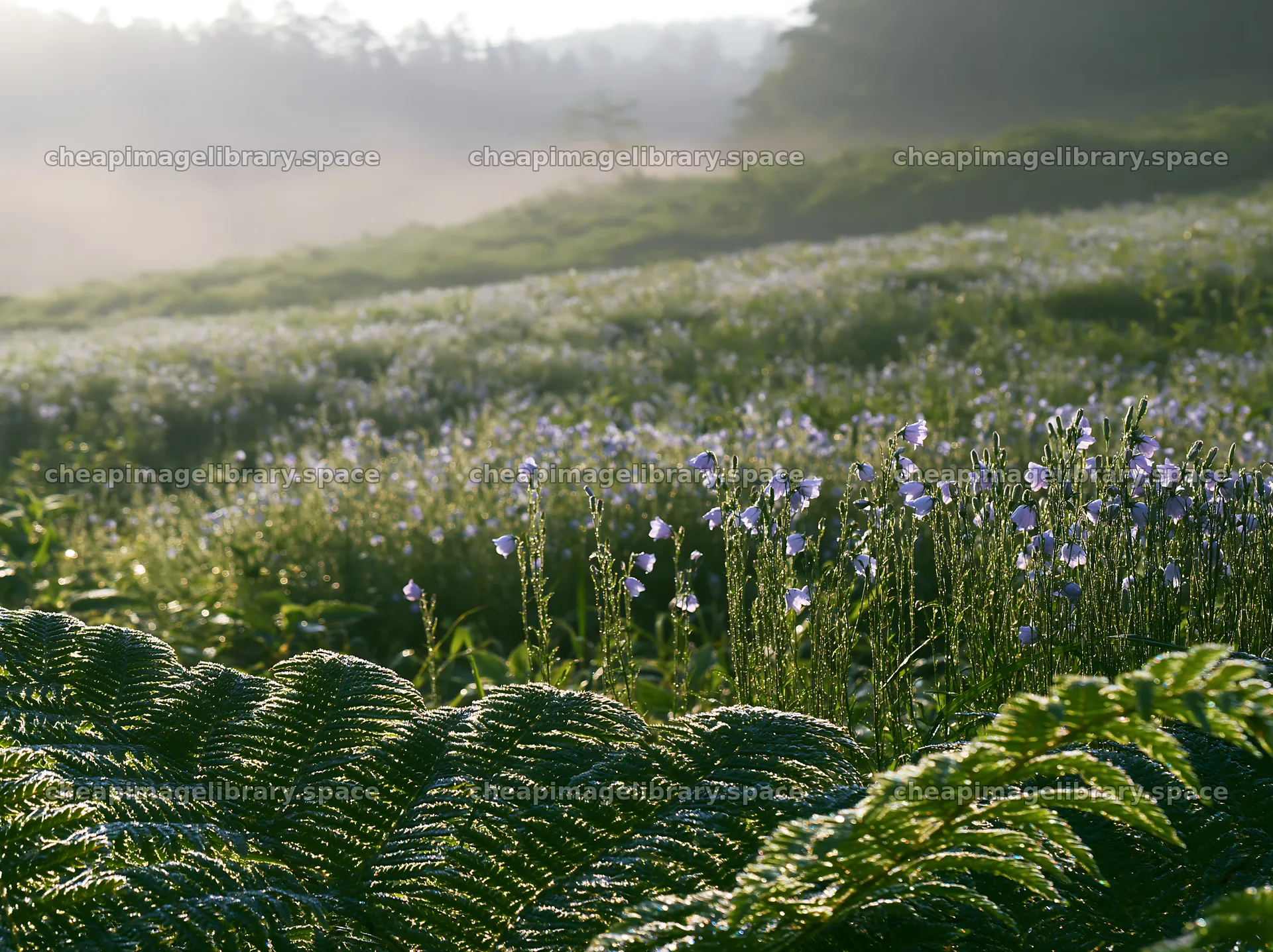Tokushima mountain meadow fern frond foreground with flowers – image library 9174x6866