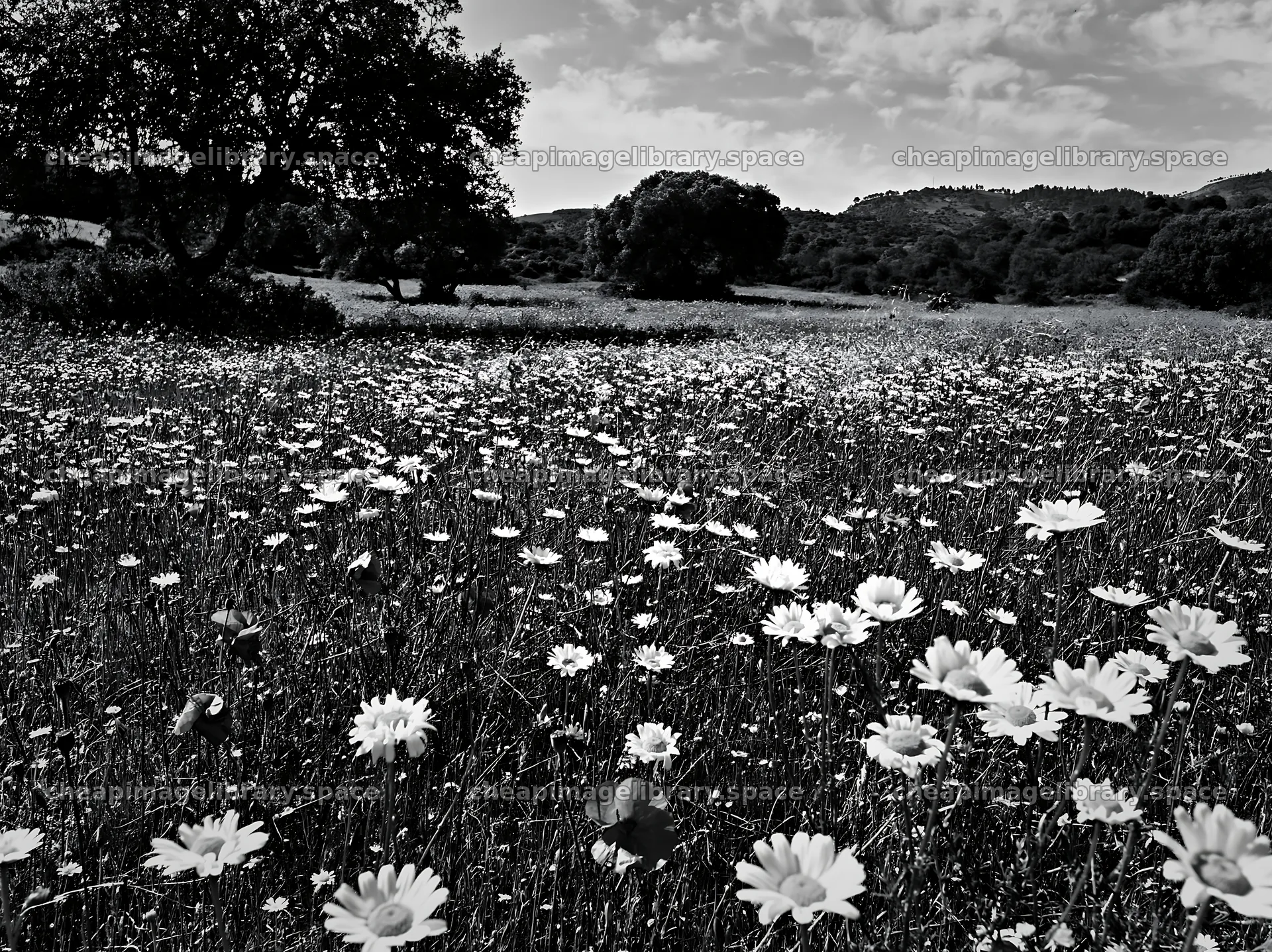 Regenerative meadow filled with flowers and trees under a cloudy sky – image library 9174x6866