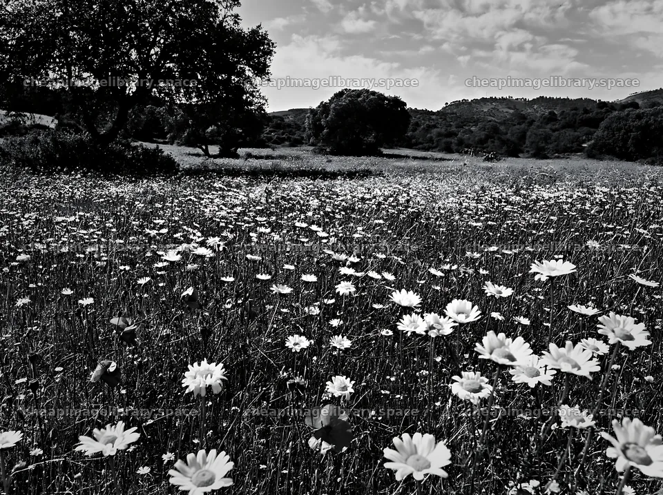 Regenerative meadow filled with flowers and trees under a cloudy sky – image library 9174x6866