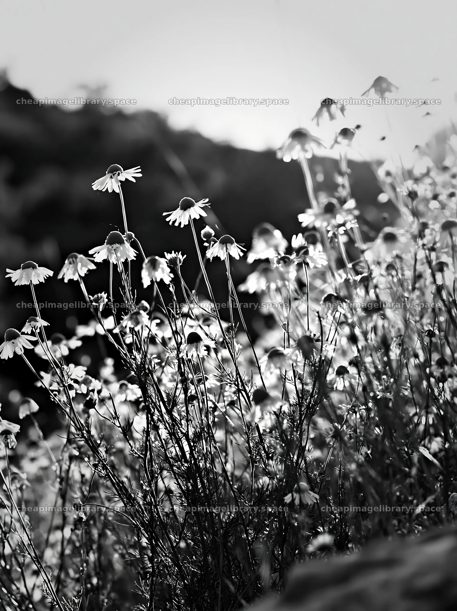 Chamomile flowers growing in a meadow at sunset – image library 6866x9174