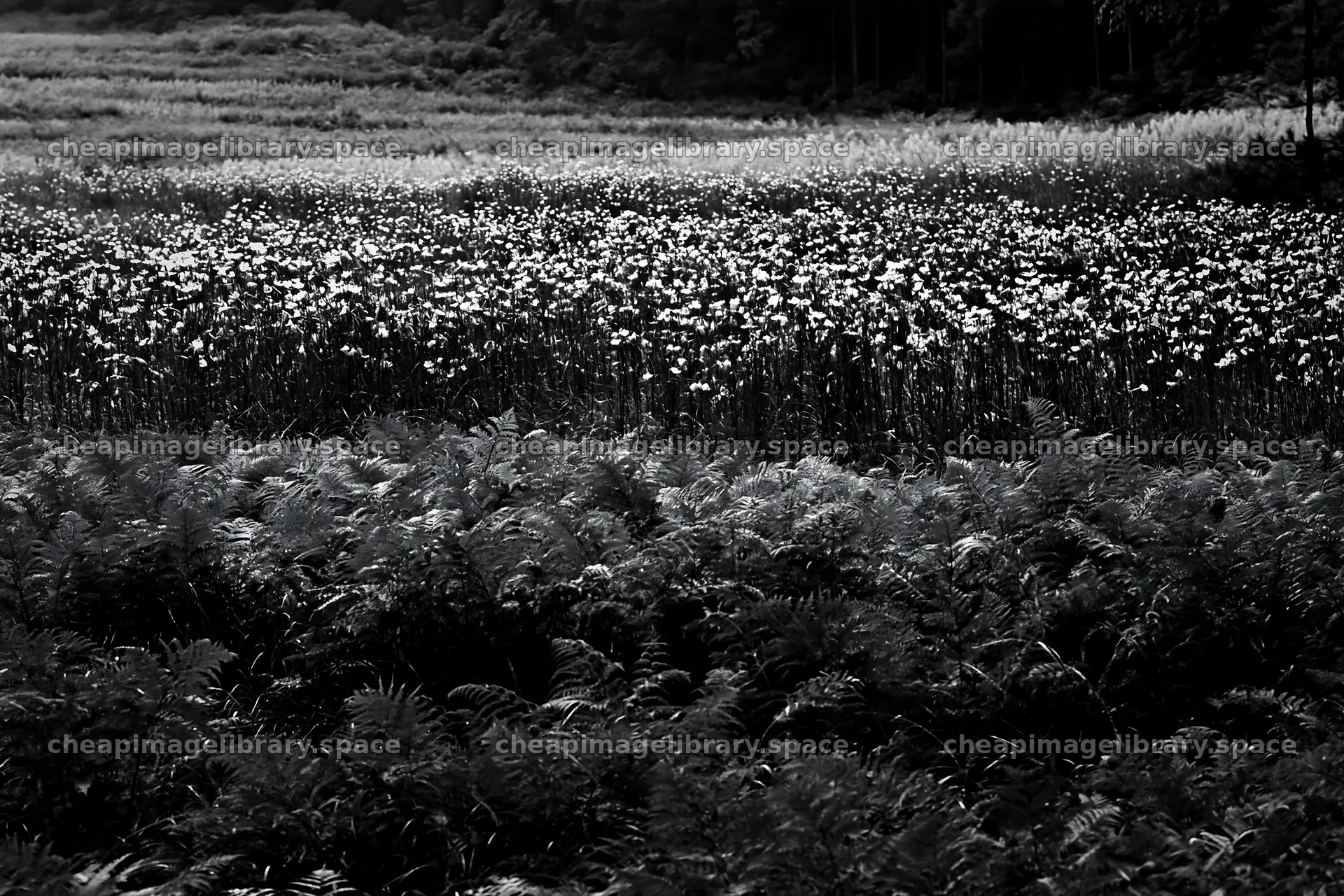Nara summer meadow with fern foreground stretching under bright sky – image library 9722x6480