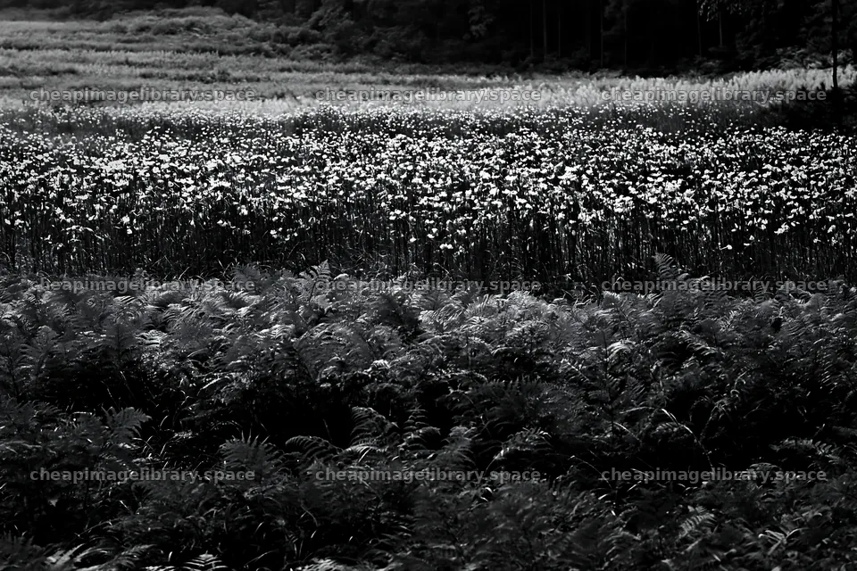 Nara summer meadow with fern foreground stretching under bright sky – image library 9722x6480