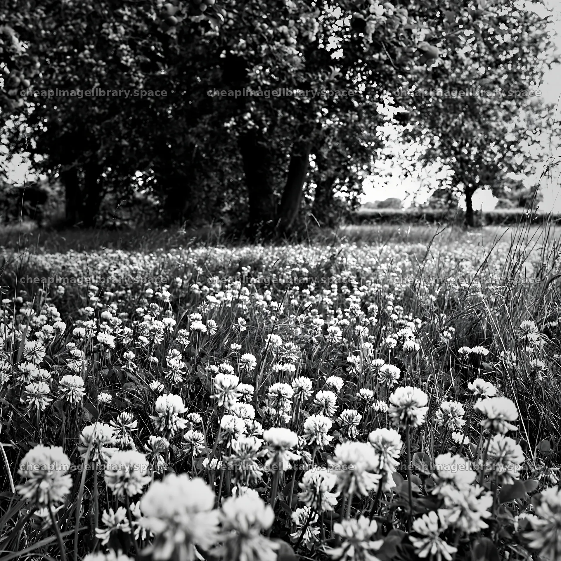 Clover flowers in an apple meadow under trees – image library 7938x7938