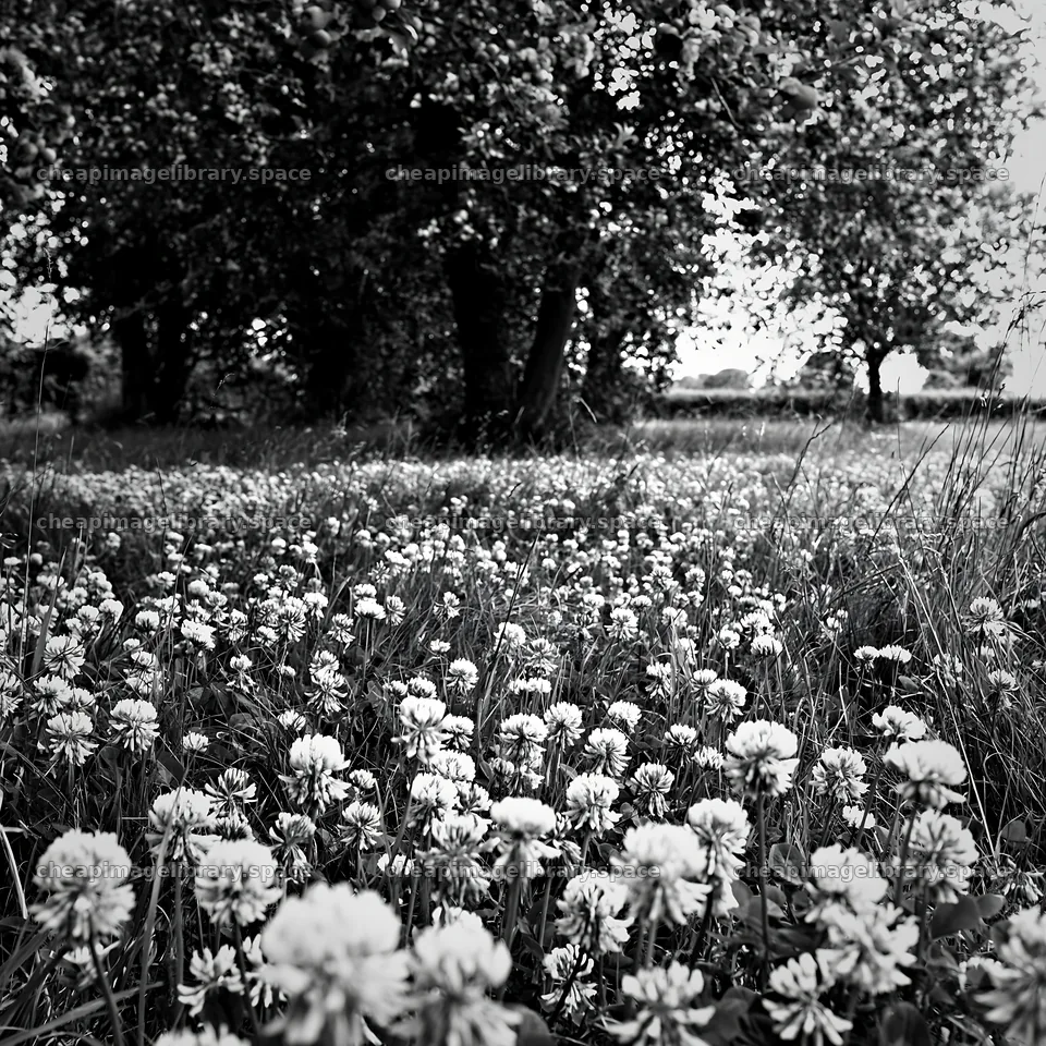 Clover flowers in an apple meadow under trees – image library 7938x7938