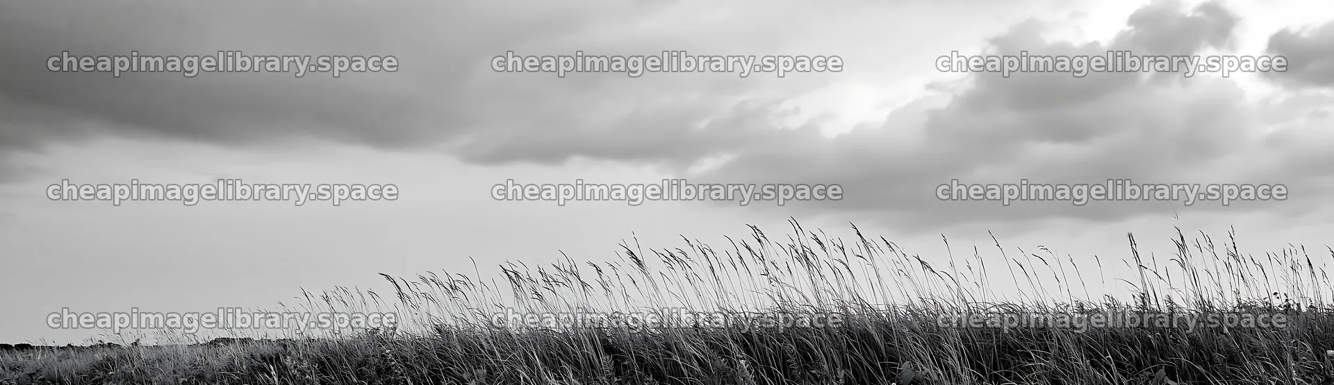 Iwate rain refreshed meadow seedhead foreground – image library 14762x4268