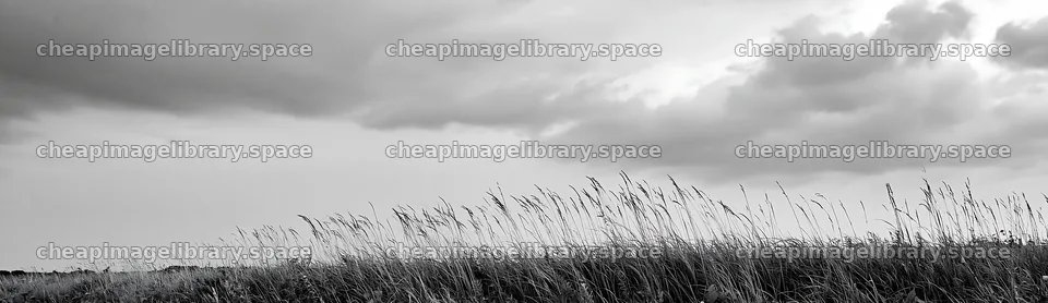Iwate rain refreshed meadow seedhead foreground – image library 14762x4268