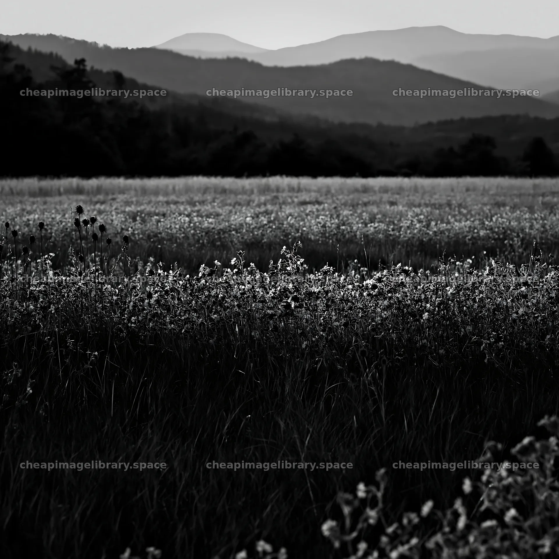 Slovak meadow across Carpathian valley at dusk – image library 7938x7938