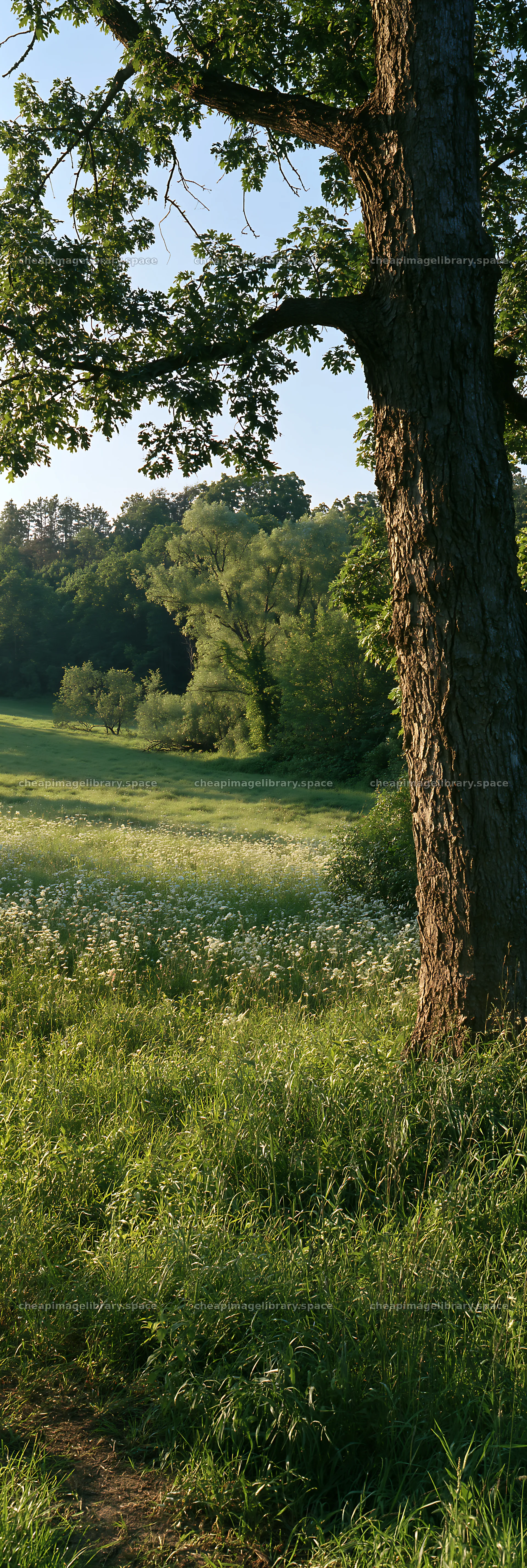 Wooded valley meadow with grass and trees during daylight – image library 4602x13690