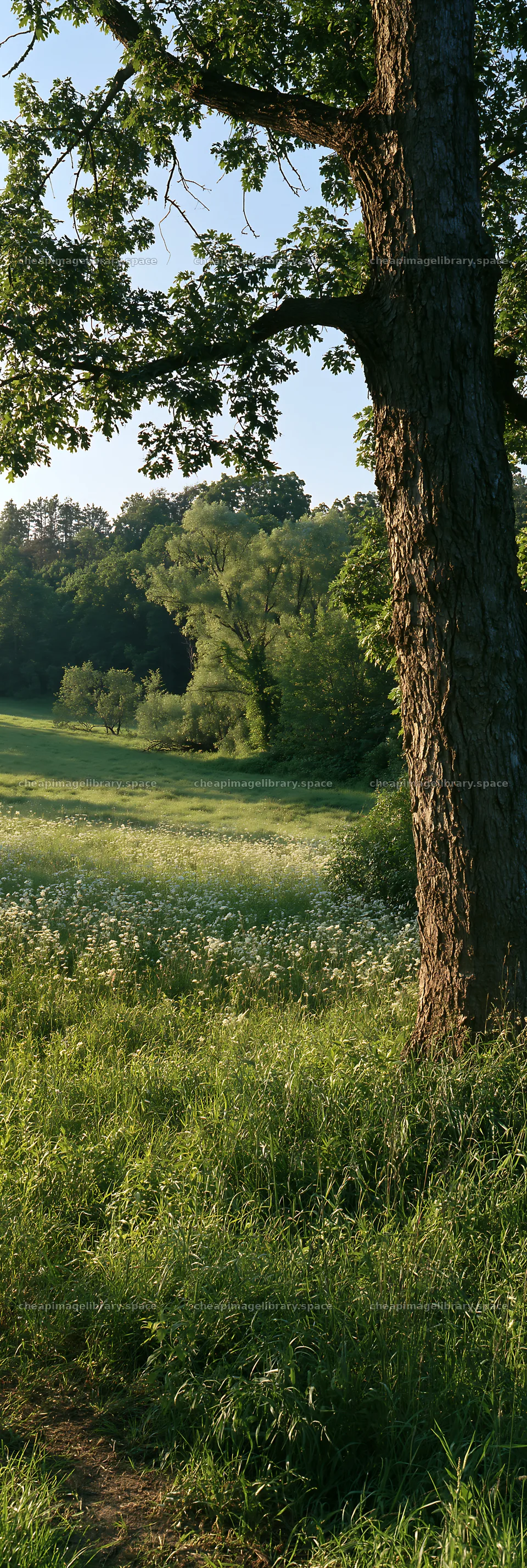 Wooded valley meadow with grass and trees during daylight – image library 4602x13690