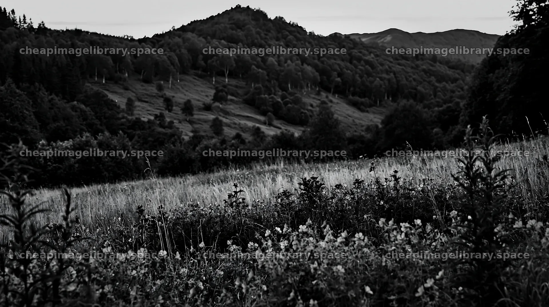 Climate-resilient meadow in black and white setting – image library 10608x5938