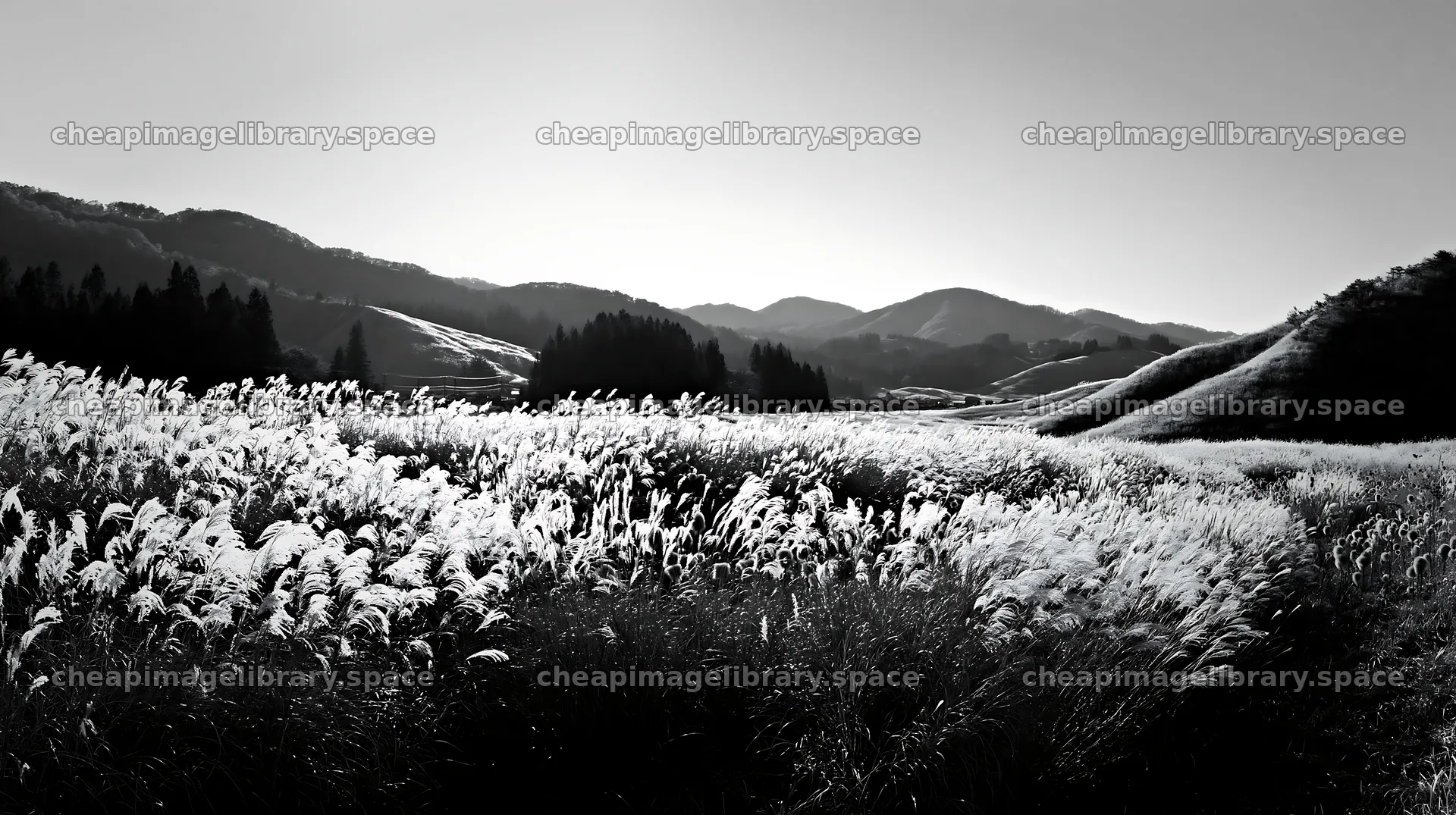 Akita snowmelt meadow with silver grasses in black and white – image library 10608x5938