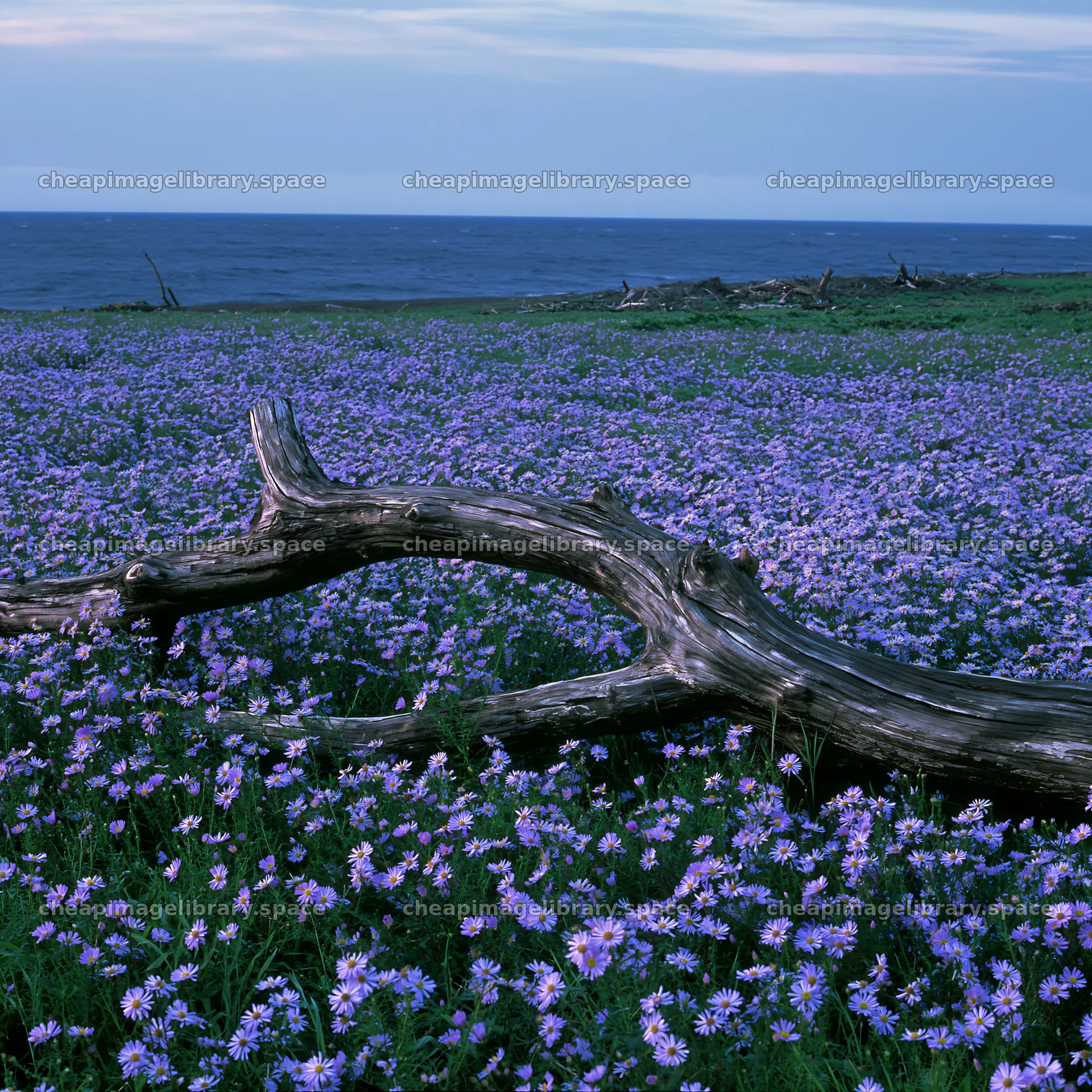 Chiba coastal climate meadow with driftwood in the foreground – image library 7938x7938