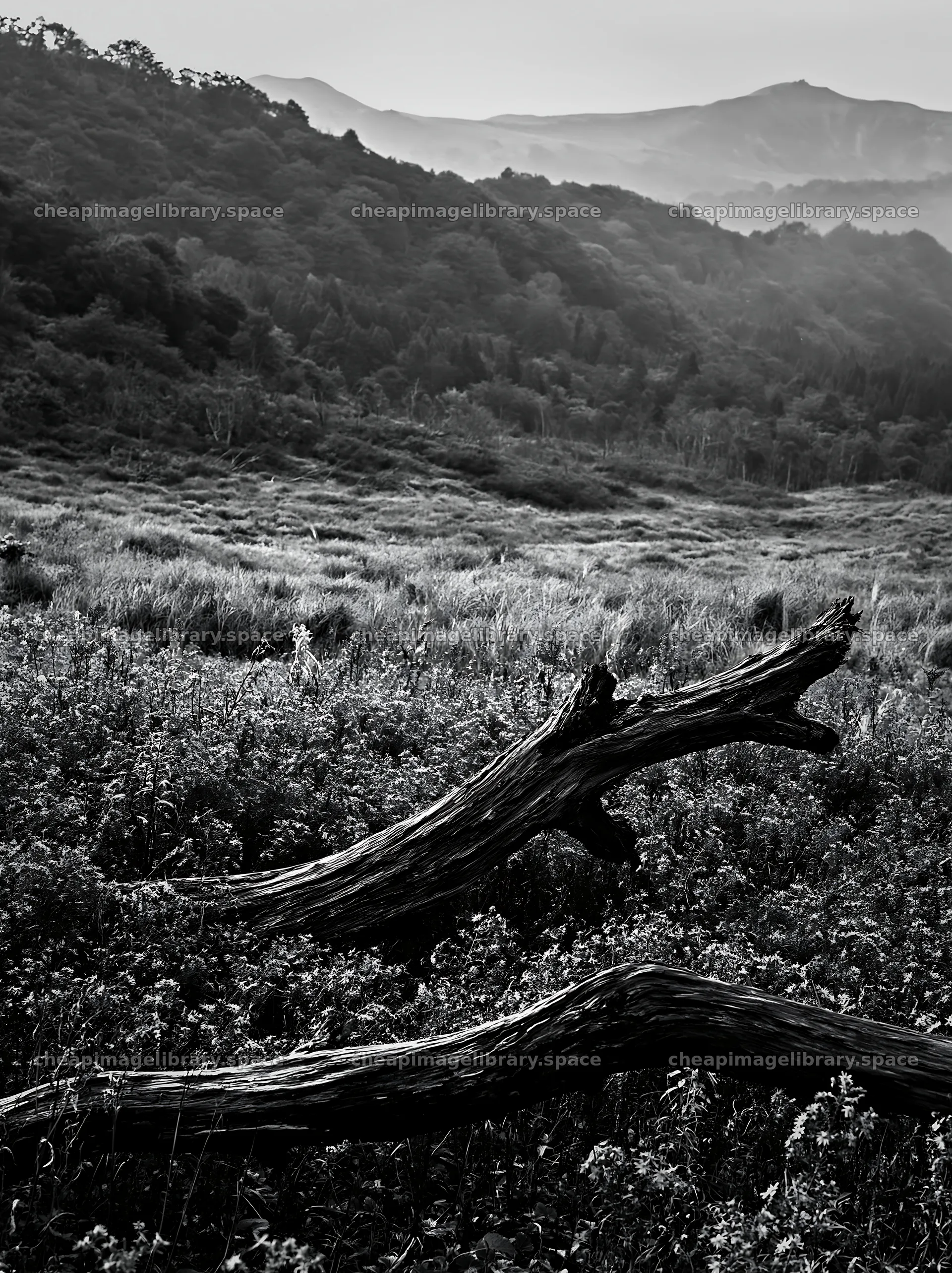Yamagata rewilded meadow with fallen branch in the foreground – image library 6866x9174