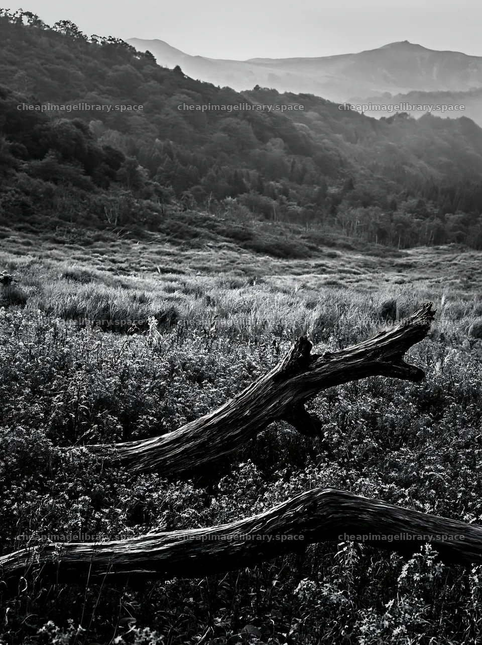 Yamagata rewilded meadow with fallen branch in the foreground – image library 6866x9174
