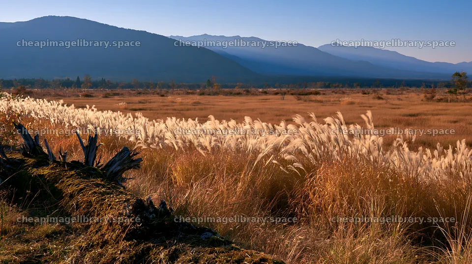 Gifu low carbon meadow mossy log next to tall grass field – image library 10608x5938