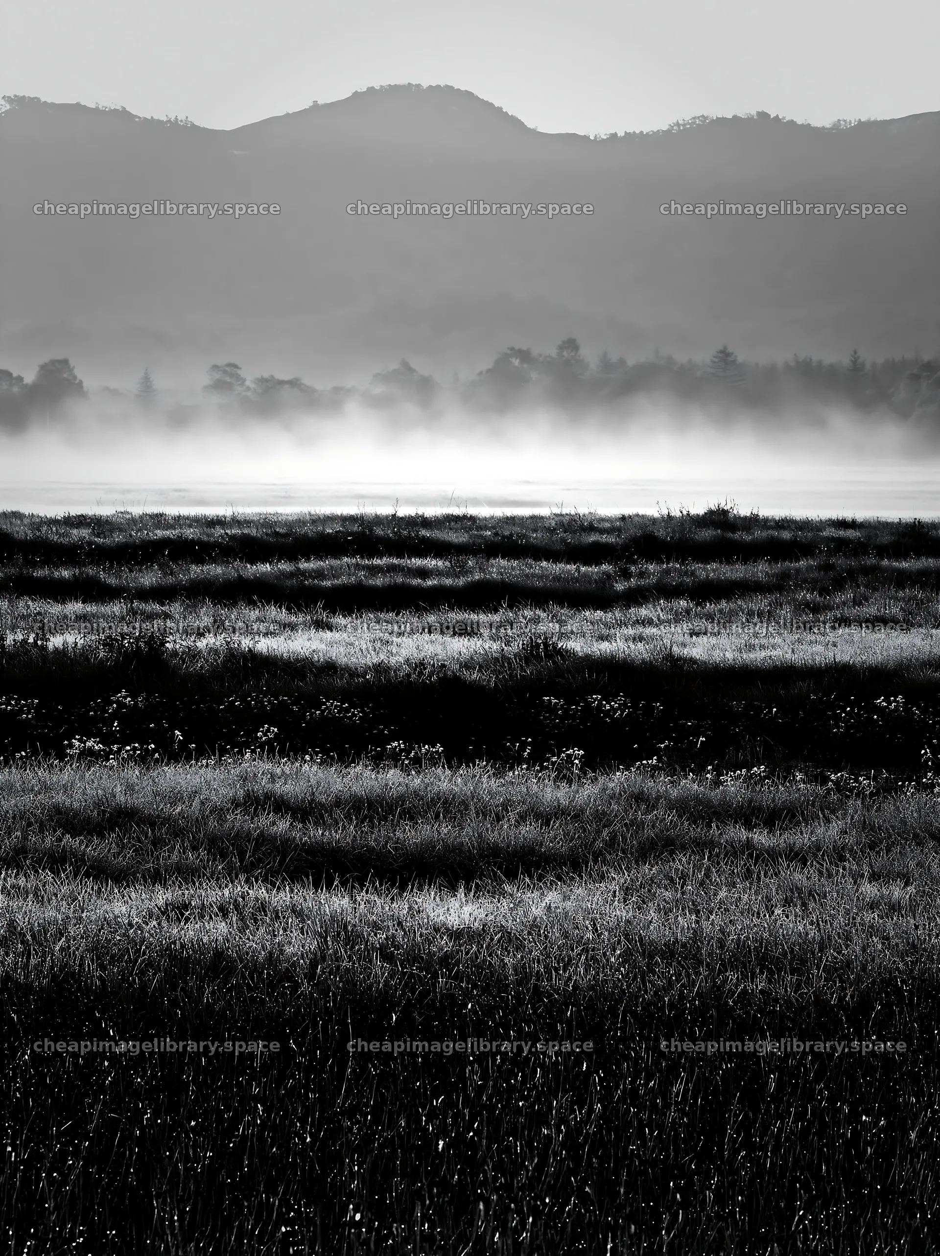 Akita snowmelt meadow with silver grasses at dawn – image library 6866x9174