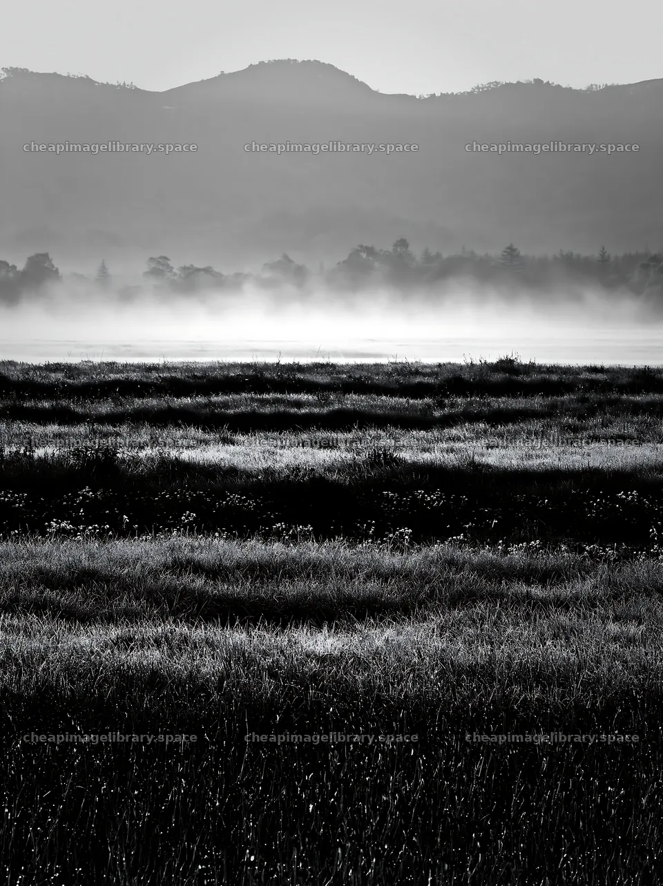 Akita snowmelt meadow with silver grasses at dawn – image library 6866x9174