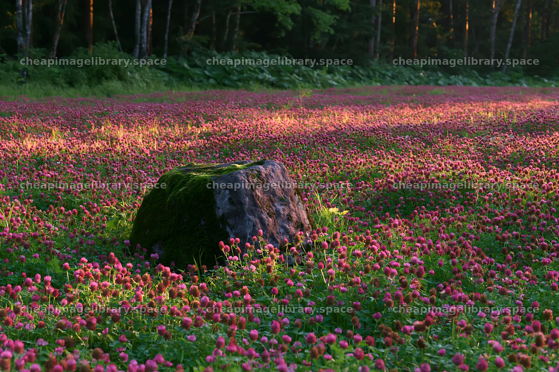 Miyagi spring recovery meadow with mossy stone and flowers – image library 9722x6480