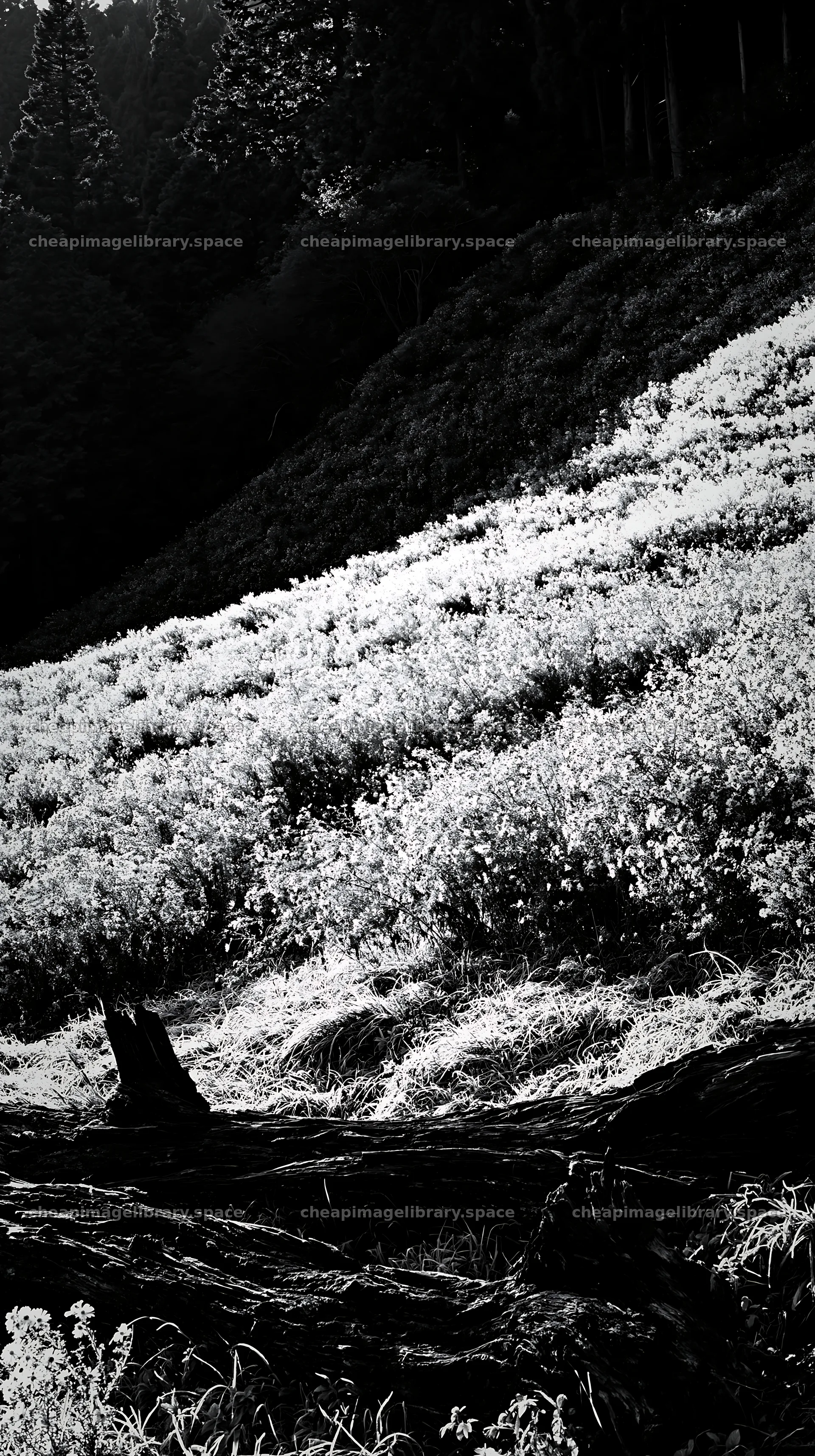 Wakayama autumn meadow weathered wood foreground – image library 5938x10608