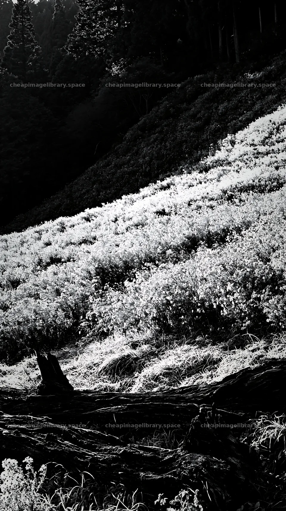 Wakayama autumn meadow weathered wood foreground – image library 5938x10608
