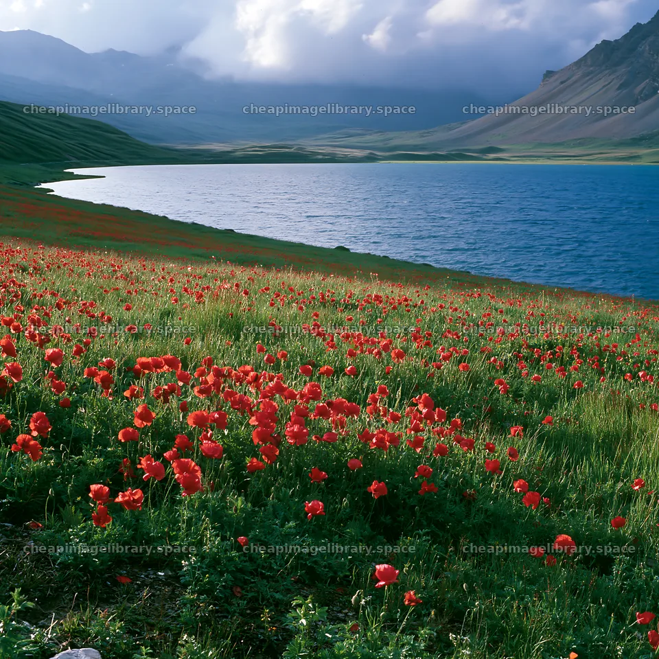 Swiss meadow beside alpine lake with red flowers – image library 7938x7938