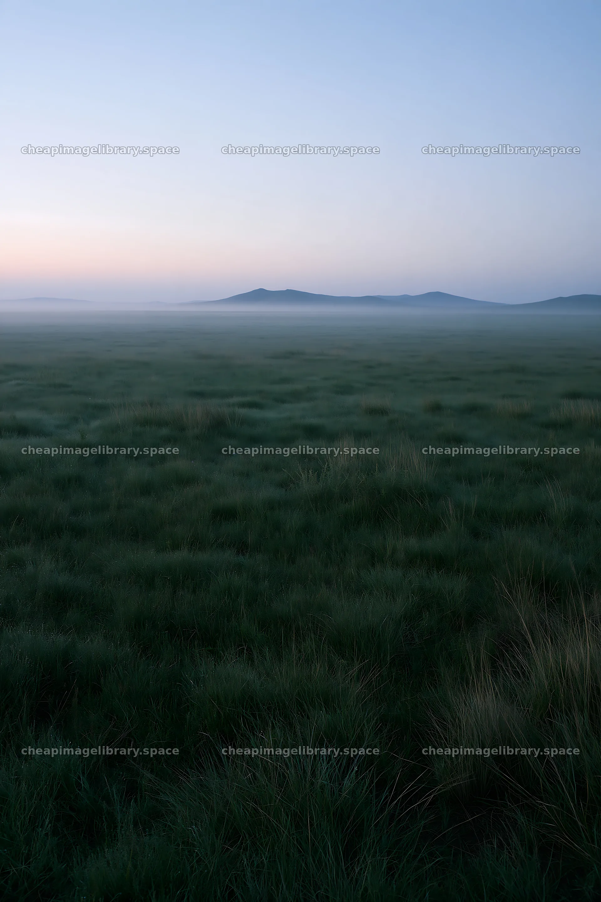 Meadow with dew in the morning light – image library 6480x9722