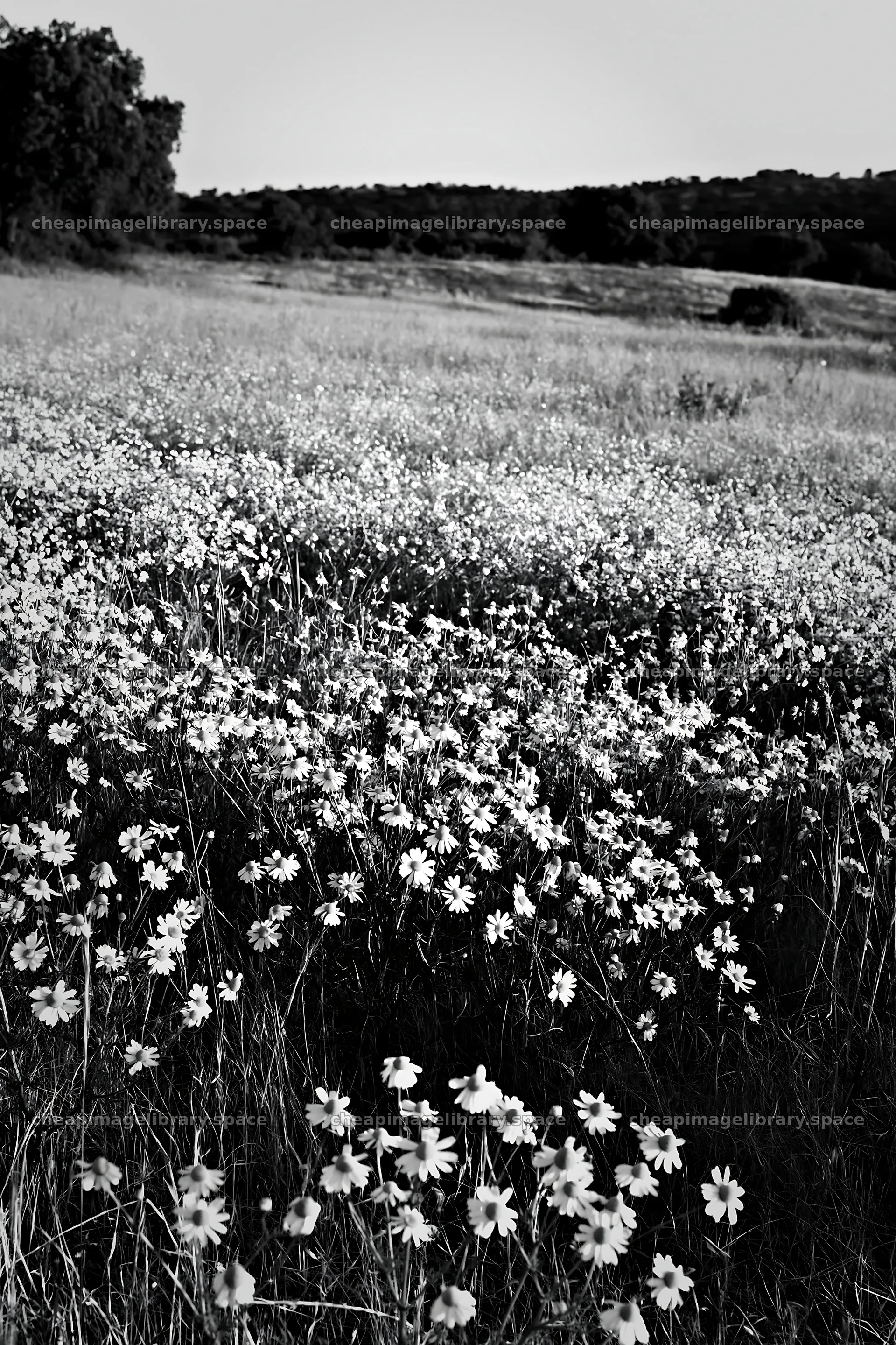 Chamomile meadow for wellness campaign at sunset – image library 6480x9722