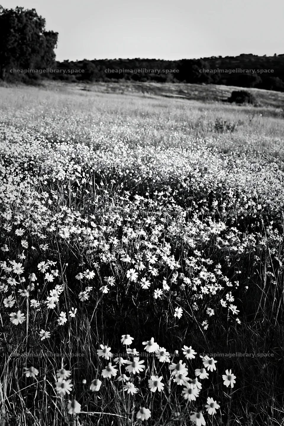 Chamomile meadow for wellness campaign at sunset – image library 6480x9722
