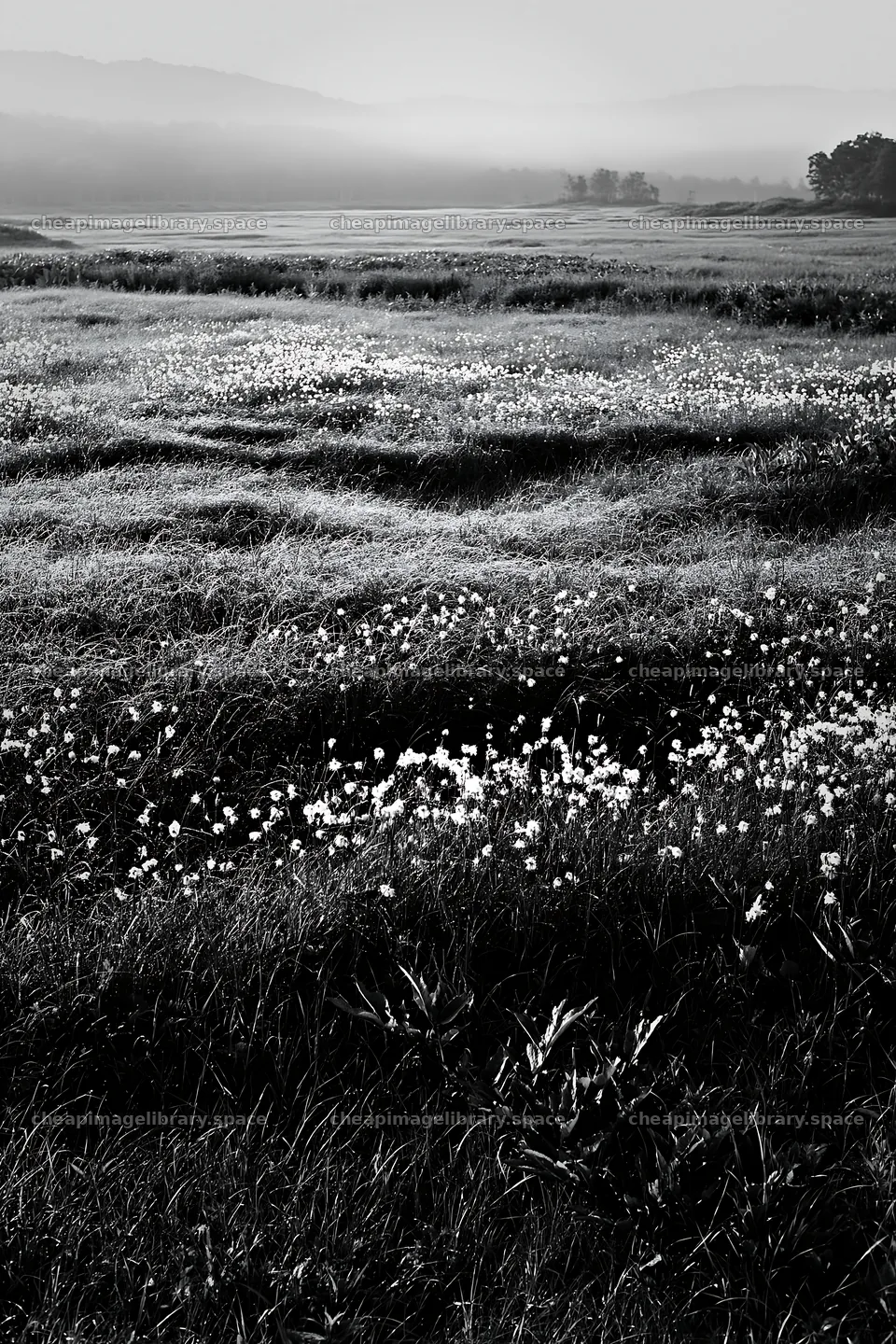 Expansive Hokkaido restoration meadow with dewdrops – image library 6480x9722
