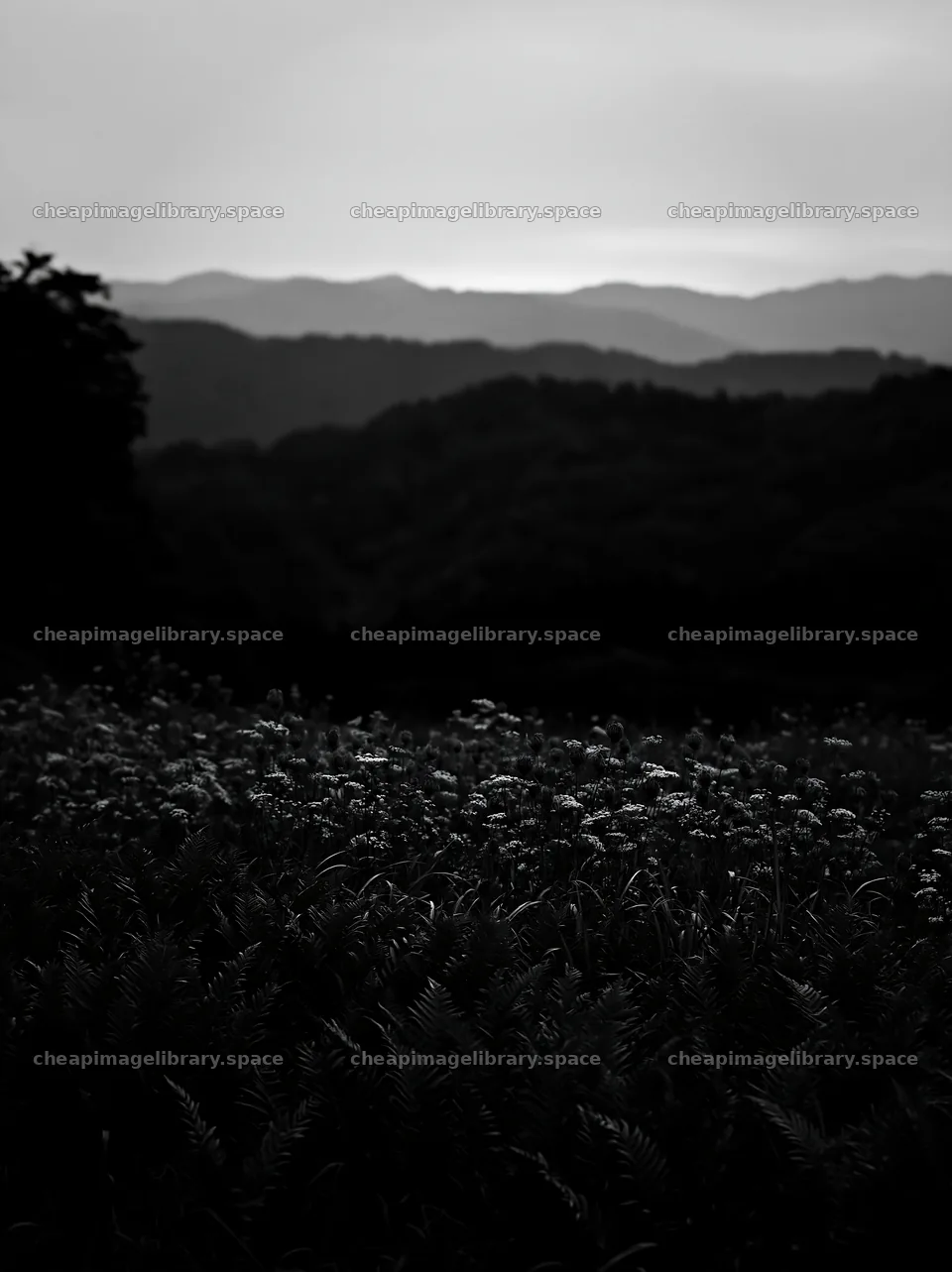 Nara summer meadow with fern foreground in twilight setting – image library 6866x9174