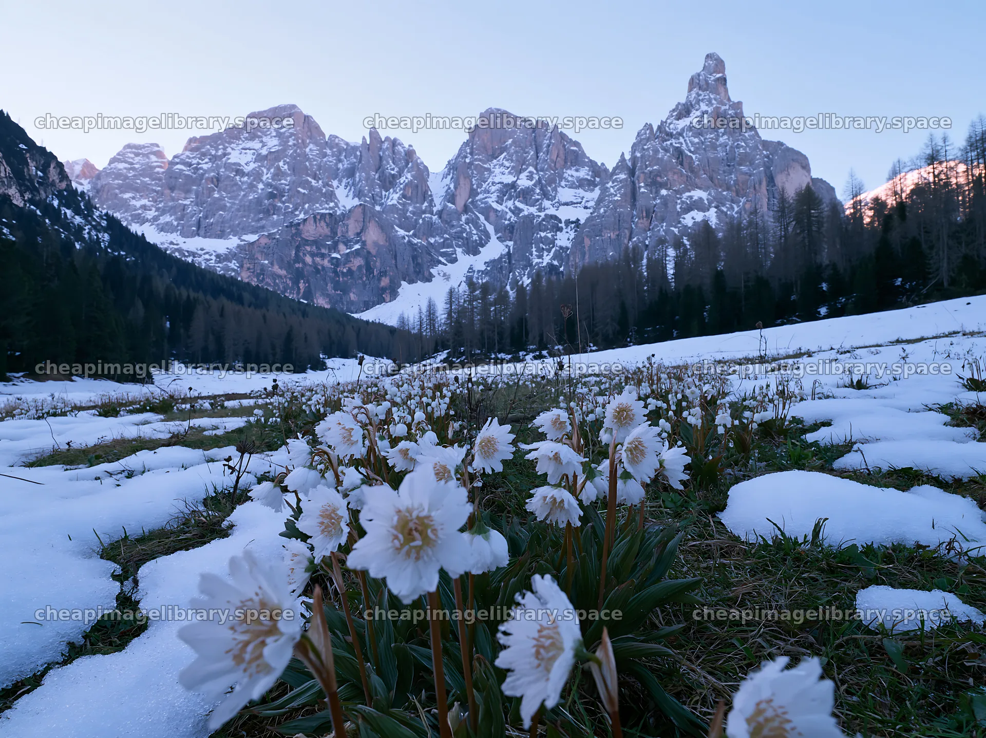 Snowbound meadow with flowers and mountains in the background – image library 9174x6866